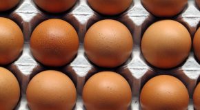 Œufs Poulehouse : des œufs à prix d’or pour sauver les poules