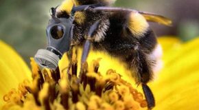 Pesticides tueurs d’abeilles